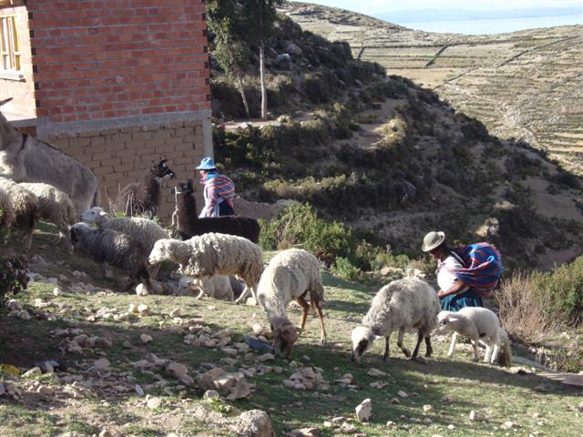 Shepherdesses